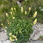 Photo taken by David A