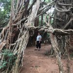 Meditation area beneath fig tree roots. | Photo taken by Sylvanna C