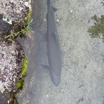 Trout | Photo taken by peter e