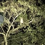 don't know how the guides see sloths at night! | Photo taken by B P