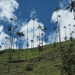Valle de Cocora | Photo taken by Peter G