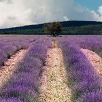 Lavender fields outside of Sault | Photo taken by Richard L