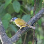 Blue-capped tanager  | Photo taken by Wendy D