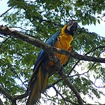 parrot | Photo taken by Janice B