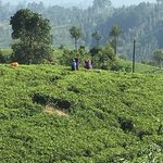 Tea plantations and tea pickers. | Photo taken by Sylvanna C