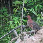 Rufescent tiger heron | Photo taken by Wendy D