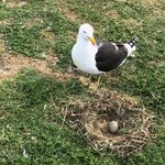 Mrs. Seagull | Photo taken by Melody B