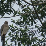 Roadside hawk | Photo taken by Wendy D