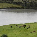 Icelandic horses at Kirkjubaejarklaustur | Photo taken by Werner B