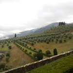 olive groves in Tuscany | Photo taken by Dean C