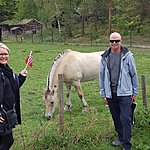 Fjord Horse | Photo taken by Mark M