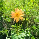 ...but Rolfi knows. | Photo taken by Matt M