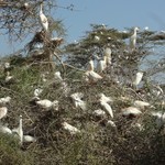 Egret nesting tree | Photo taken by Bev D