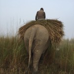 The majestic elephants of Tiger Tops | Photo taken by Liz R
