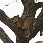 Sleepy lions | Photo taken by Jonathan G