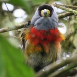 Toucan barbet | Photo taken by Wendy D