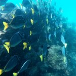 Just one of the countless schools of fish we were able to swim with | Photo taken by Peter S