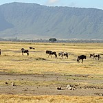 The walls of Ngorogoro crater | Photo taken by Jonathan G