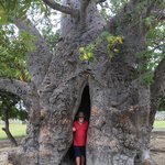 Giant Boab tree. | Photo taken by Sylvanna C