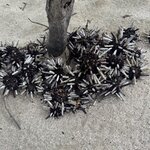 Photo taken by Thomas L