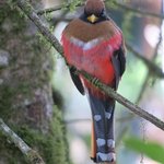 Female - Masked trogon | Photo taken by Wendy D