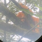 Howler monkey with mutation | Photo taken by Marilyn L