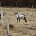 Photo taken by Dilip C