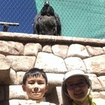 Condor at Santuario Animal de Cochahuasi | Photo taken by Elisa M