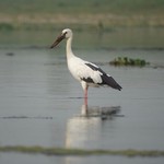Egret | Photo taken by Jill S