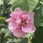 Photo taken by Dixie W