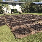 Vanilla drying | Photo taken by Joseph F