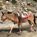 Manaslu mule | Photo taken by Scott B