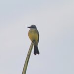 Tropical kingbird | Photo taken by Marilyn L