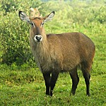 Waterbuck at our hotel | Photo taken by Jonathan G