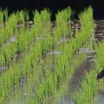 Photo taken by Laurence S