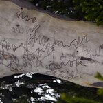 Photo taken by Linnaea M