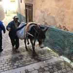 Donkey in streets of Moulay Idriss | Photo taken by Rose A