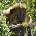 Lion at Amakhala | Photo taken by Nick F