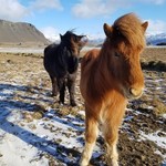 Roadside friends | Photo taken by Ricther T