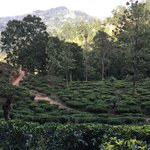 Tea fields walking to Little Adam's Peak. | Photo taken by Sylvanna C