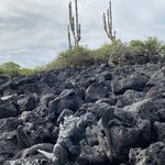 Godzilla with his marine iguana buddies  | Photo taken by Mylinda D