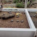 Baby tortoises, hard to believe they get so big! | Photo taken by Peter S