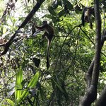 Monkey | Photo taken by Nitin A