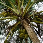 Palm trees! | Photo taken by Ella W