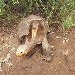 Saddle-back Galapagos Tortoise, this old guy is father to all new living tortoises of his kind! | Photo taken by Peter S