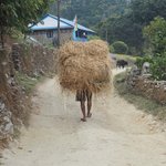Moving haystack. | Photo taken by Susan H