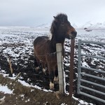 Icelandic pony  | Photo taken by Karen S