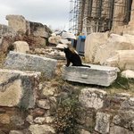 Cats everywhere! | Photo taken by Joel S