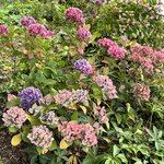 Photo taken by Lisa S