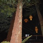 Red Woods Tree Walk | Photo taken by JESSICA T